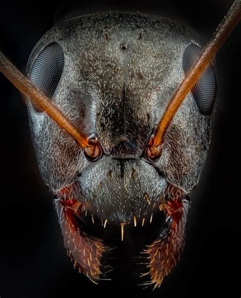 macro ant face|These Ultra.